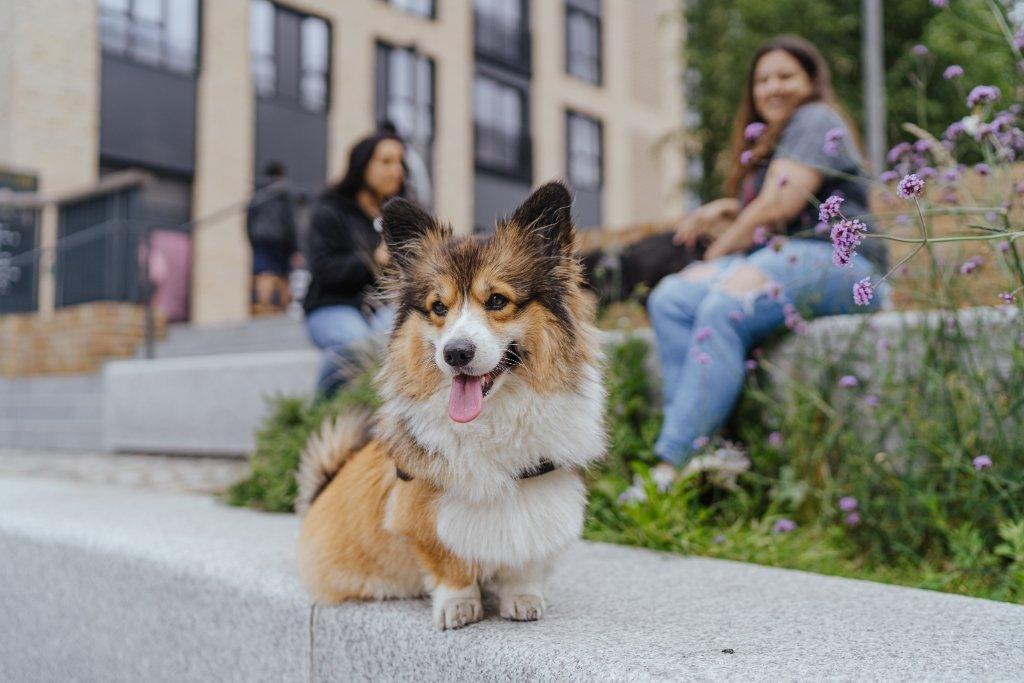 Pet Friendly