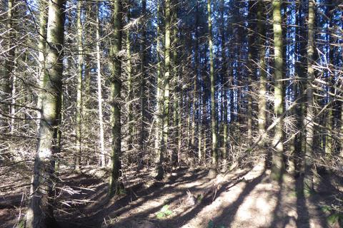 undefined, Lambdoughty Glen, Straiton, South Ayrshire KA19