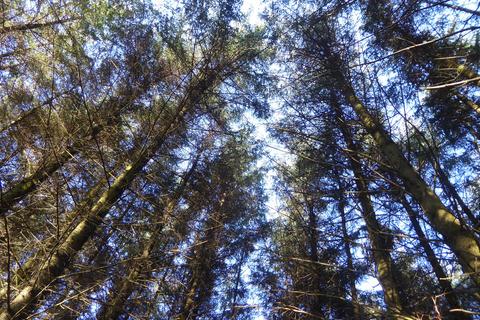 undefined, Lambdoughty Glen, Straiton, South Ayrshire KA19