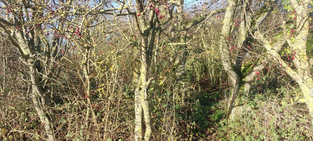 Land at Easington Road, Skeffling