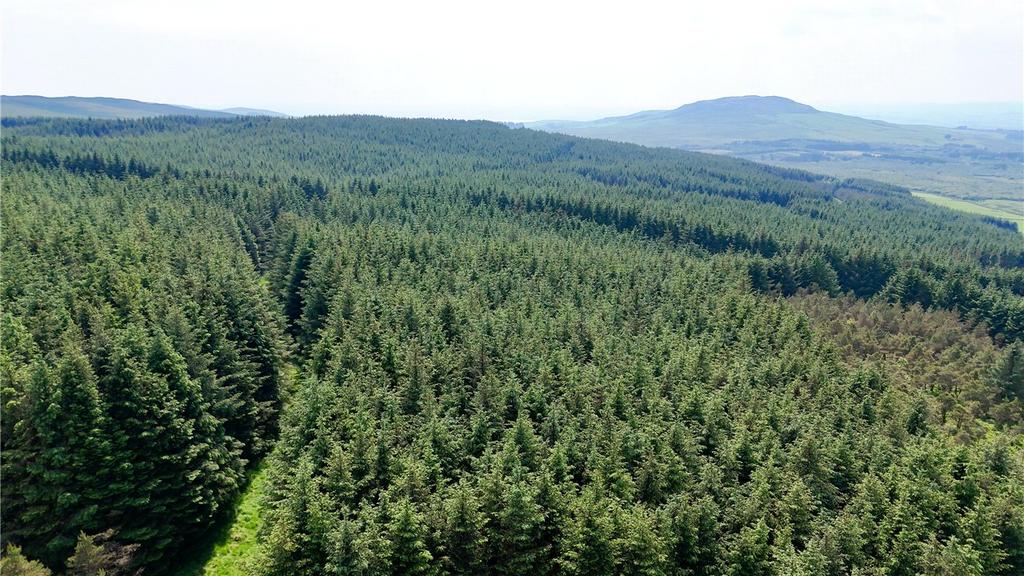 Commercial Forestry