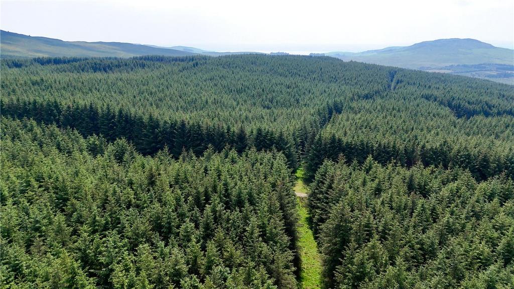 Commercial Forestry