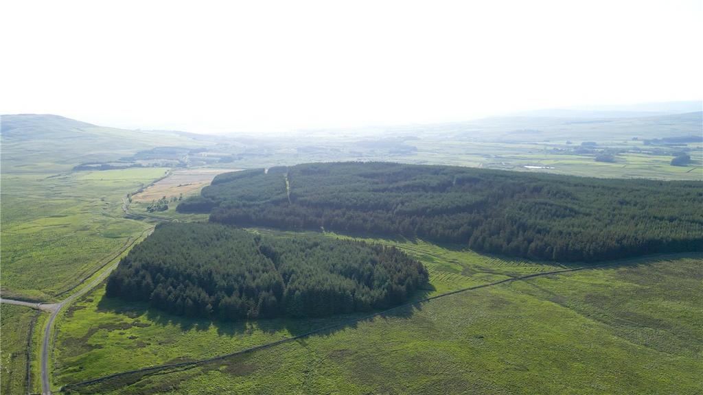 Commercial Forestry