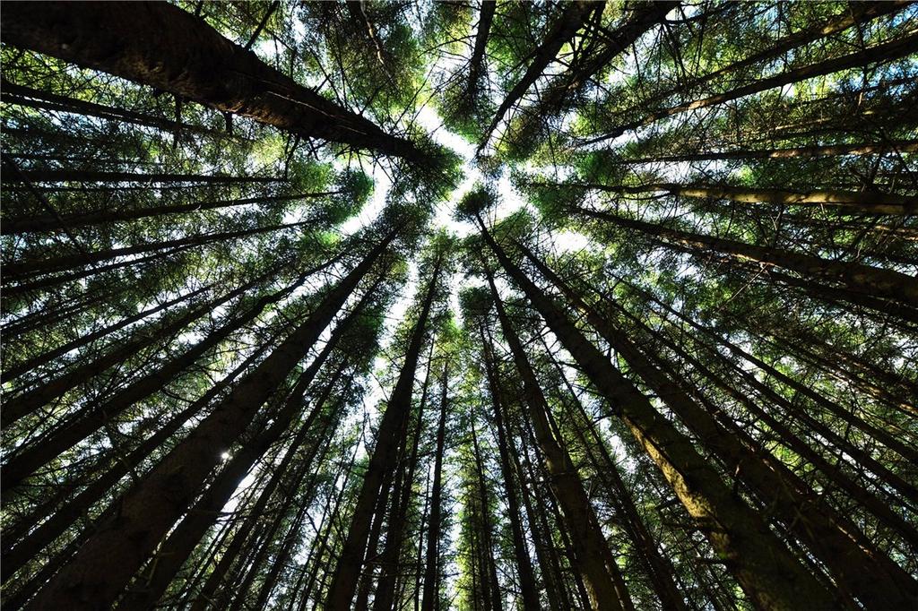 Standing Timber