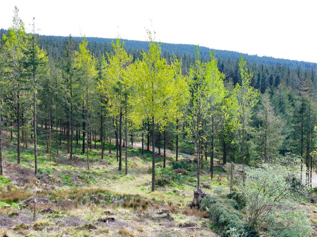 Aspen