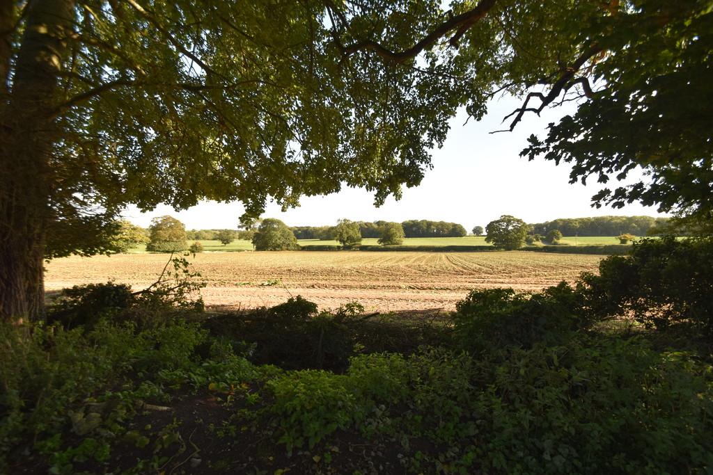 Field views
