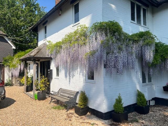 Summer Wisteria