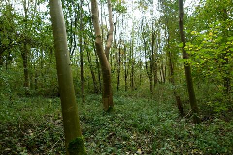 undefined, Glede Wood, nr. Telford, Shropshire TF10