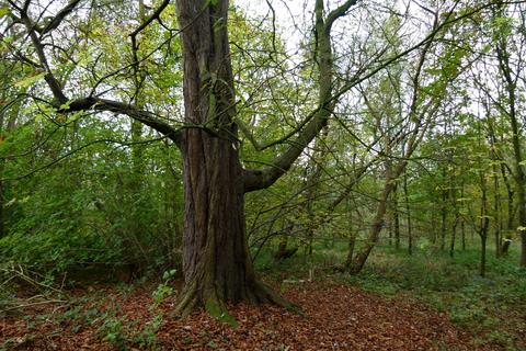 undefined, Glede Wood, nr. Telford, Shropshire TF10
