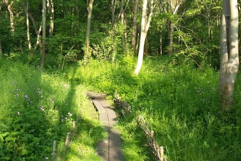 undefined, Glede Wood, nr. Telford, Shropshire TF10
