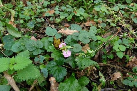 undefined, Glede Wood, nr. Telford, Shropshire TF10