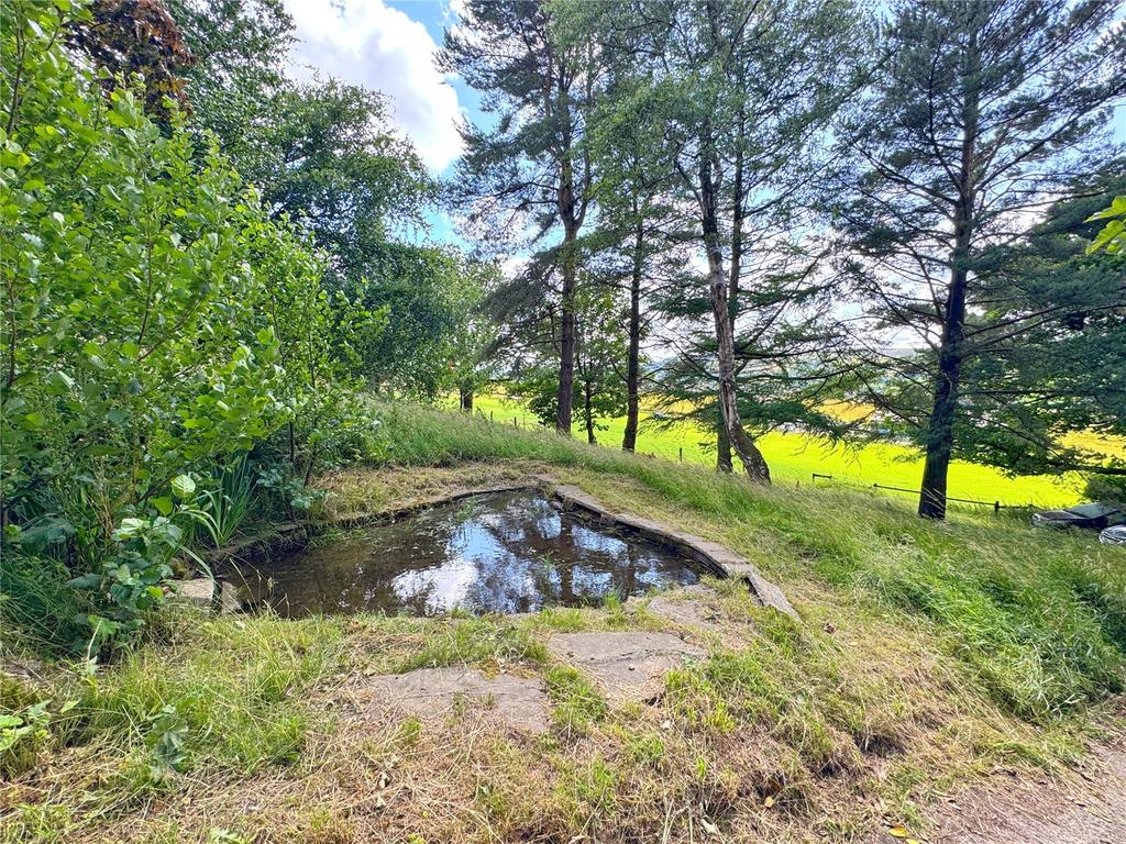 Pond