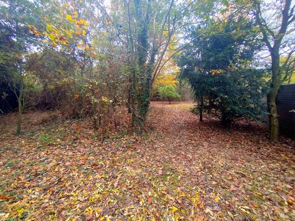 Woodland..-1 T202511071426.jpg