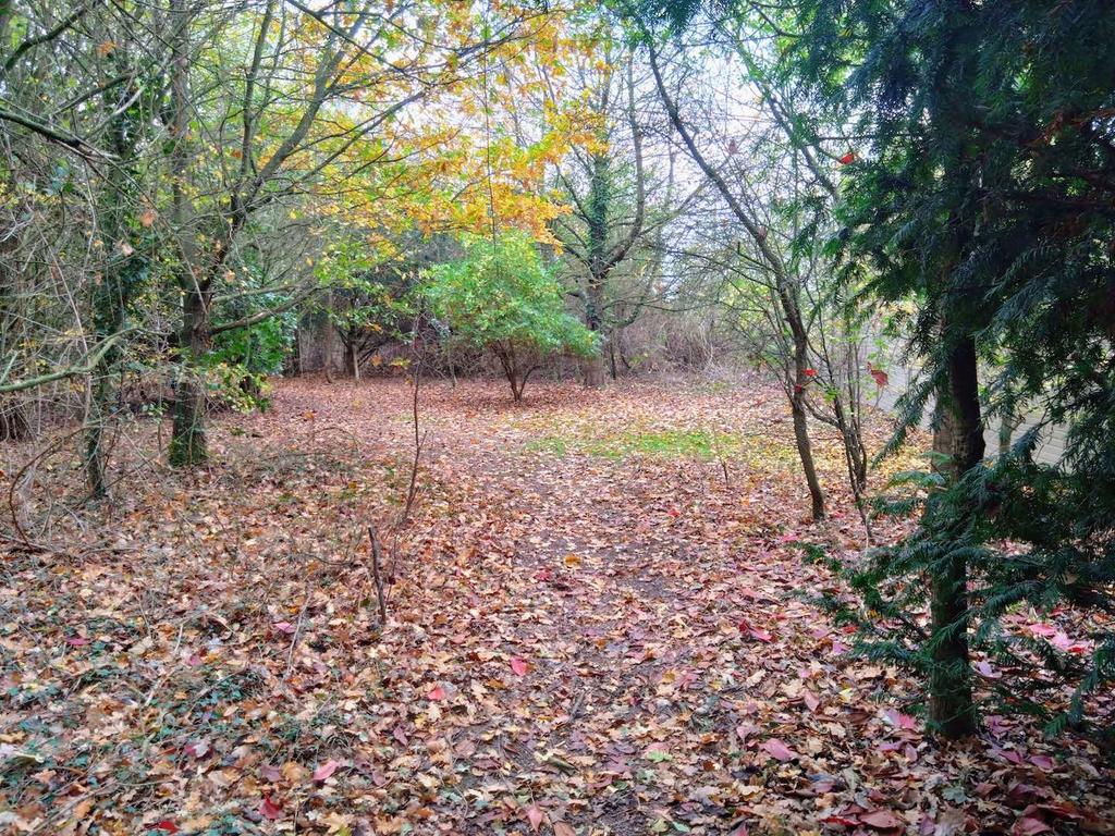 Woodland-1 T202511071426.jpg
