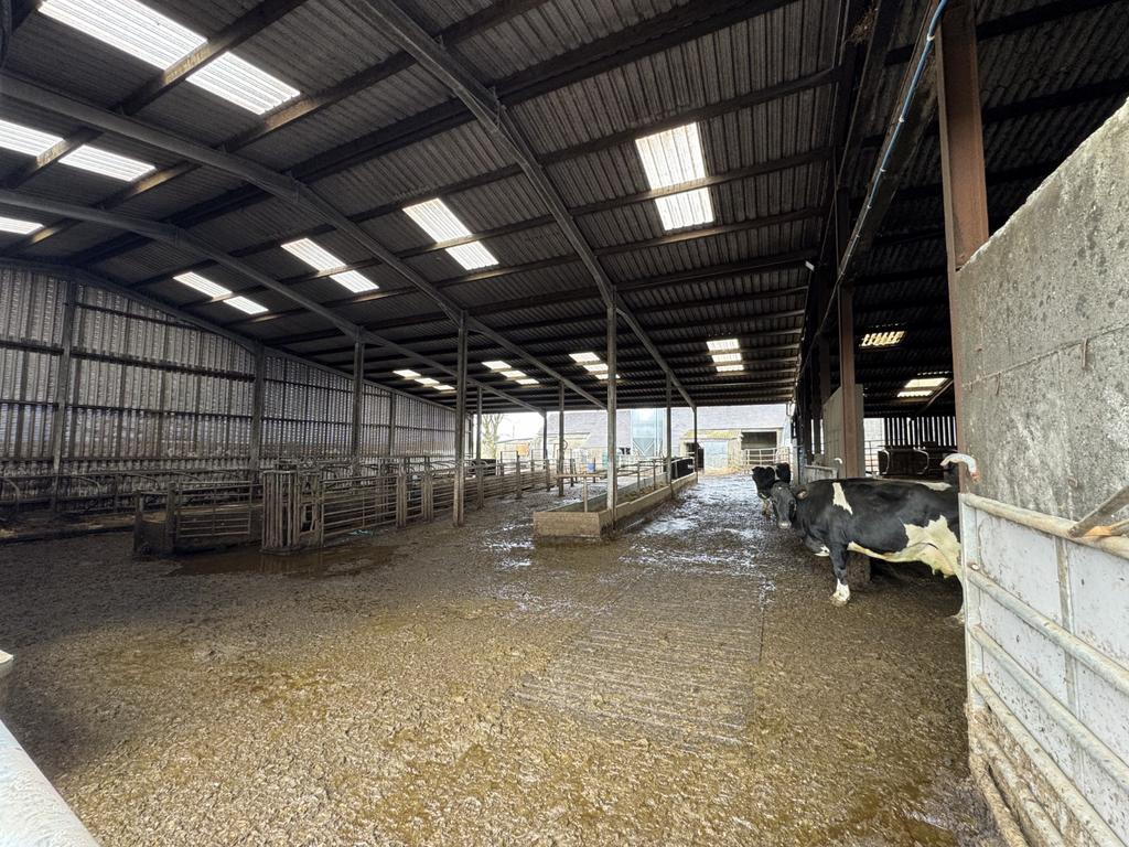 Cow Shed 1
