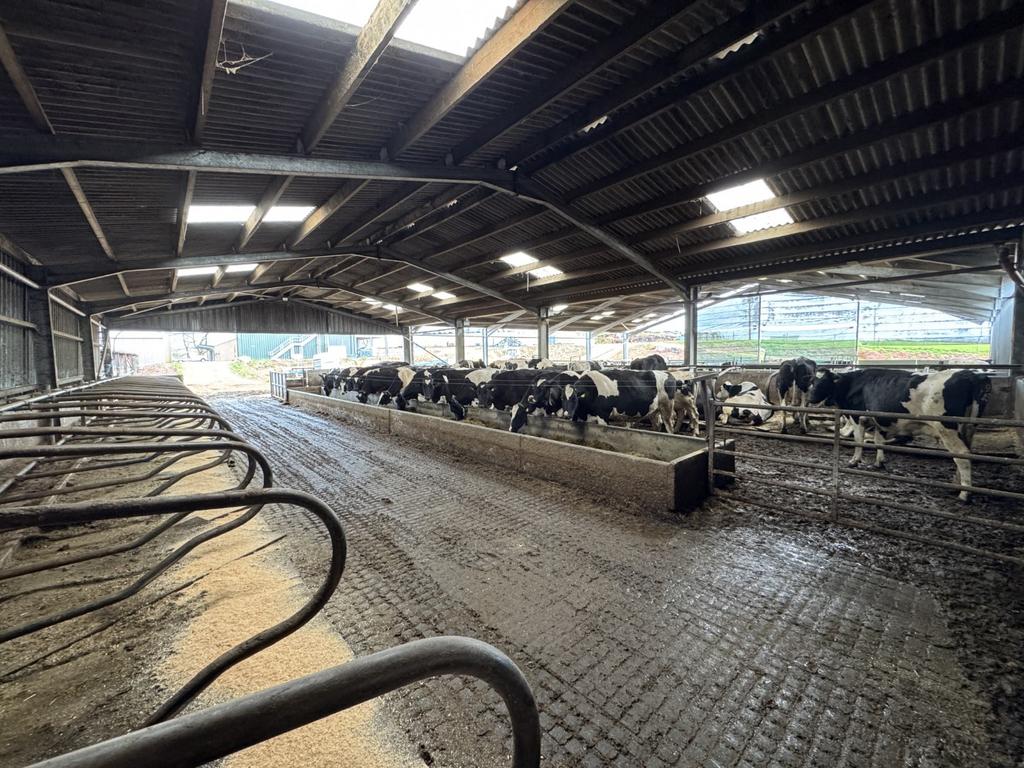 Cow Shed 2