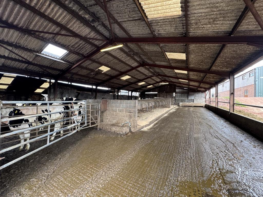 Cow Shed 2