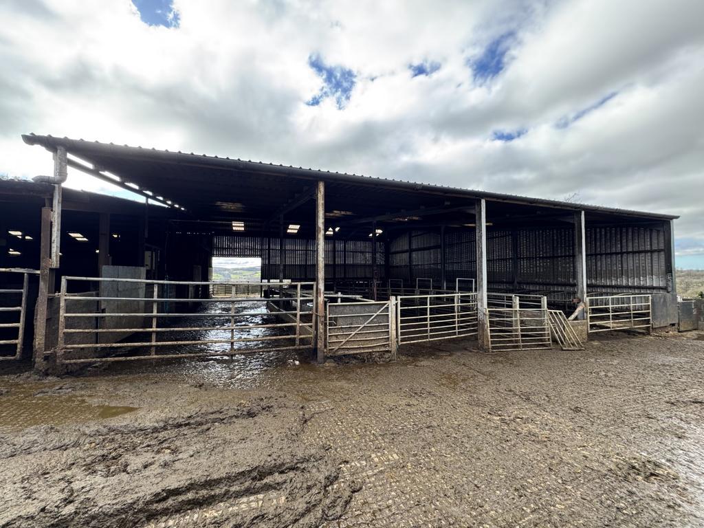 Cow Shed 1