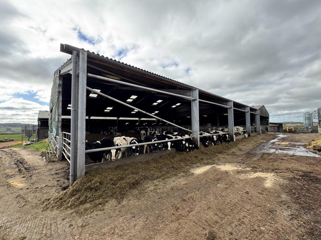 Cow Shed 2