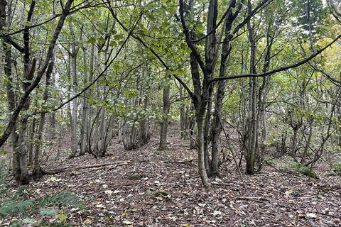 undefined, Spring Coppice, Badger WV6