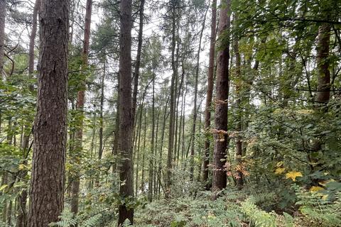 undefined, Spring Coppice, Badger WV6