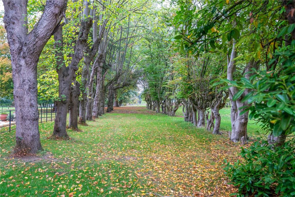 Tree Avenue