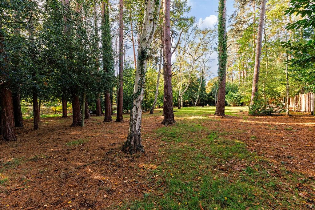 Wooded Area