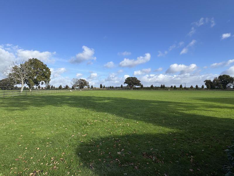 Dog walking field