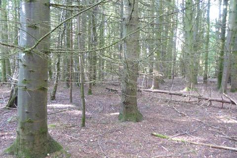 undefined, Chieftain Wood, Jedburgh, Scottish Borders TD8