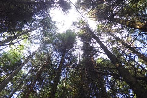 undefined, Chieftain Wood, Jedburgh, Scottish Borders TD8