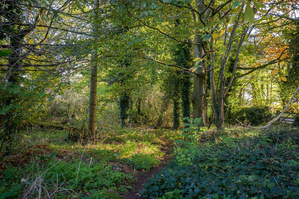 Woodland