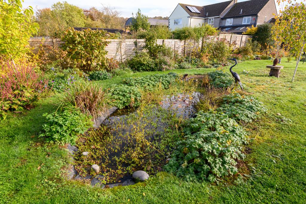 Pond