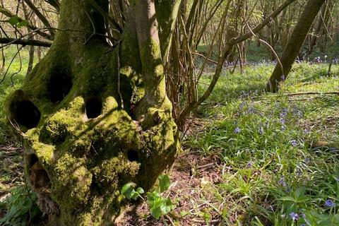 undefined, Higs Wood, near Ross-on-Wye, Herefordshire HR9