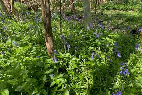 undefined, Higs Wood, near Ross-on-Wye, Herefordshire HR9