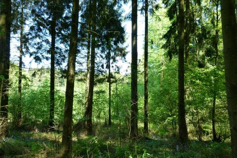 undefined, Higs Wood, near Ross-on-Wye, Herefordshire HR9