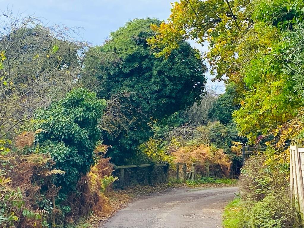 The Lane