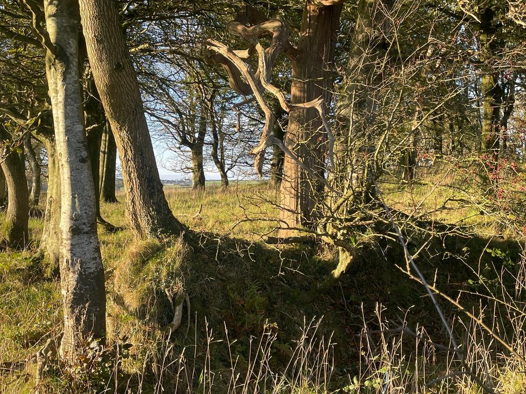 Woodland