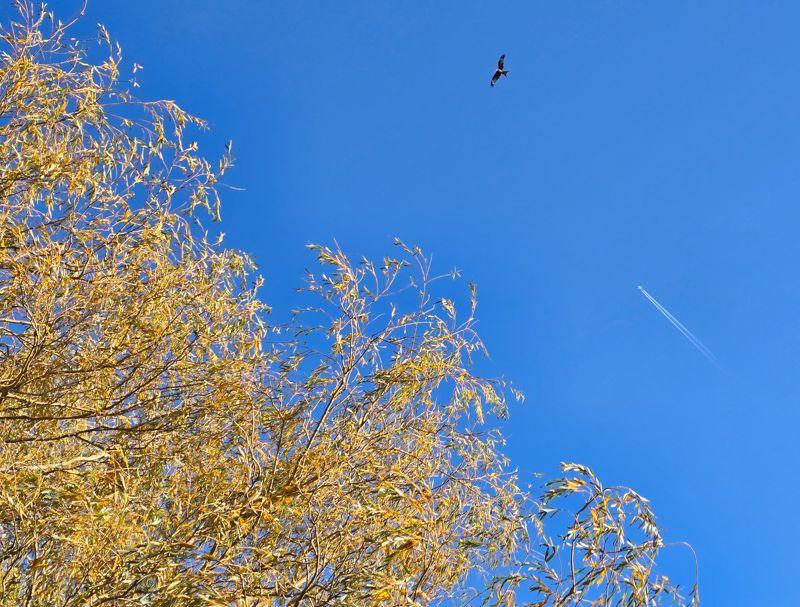 Red kite