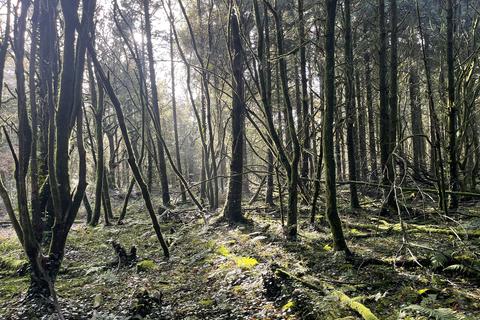 Woodland for sale, Coed Ffordd Pererin, Llanybri SA33