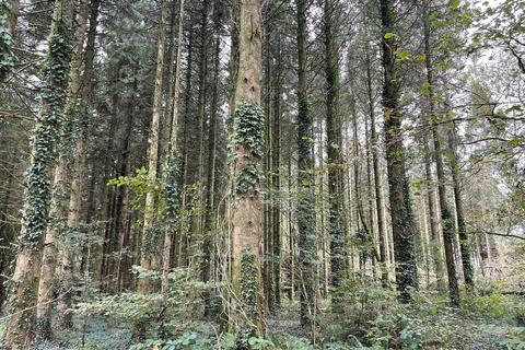 Woodland for sale, Coed Ffordd Pererin, Llanybri SA33