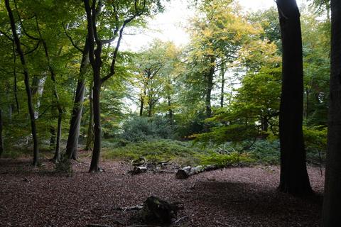 undefined, Bunker Wood, Henley-on-Thames, Oxfordshire RG9
