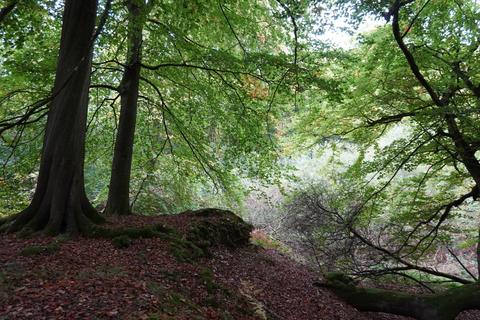 undefined, Bunker Wood, Henley-on-Thames, Oxfordshire RG9