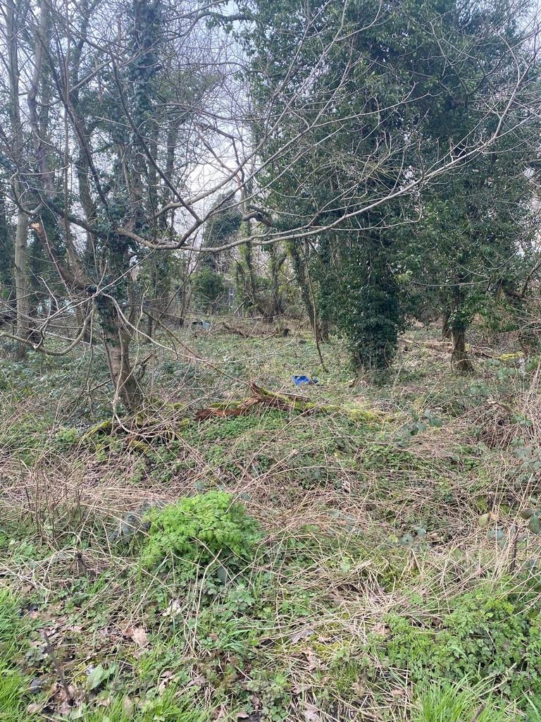 Woodland jpeg