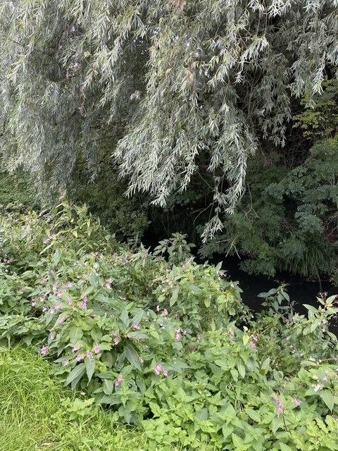 Img 9390