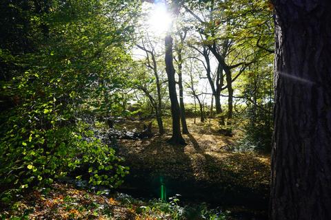 undefined, Holy Cross Wood, Broxbourne, Hertfordshire. EN10