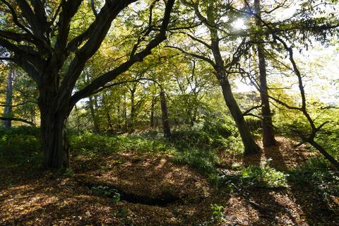 undefined, Holy Cross Wood, Broxbourne, Hertfordshire. EN10