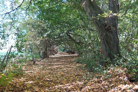 undefined, Holy Cross Wood, Broxbourne, Hertfordshire. EN10
