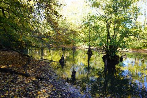 undefined, Holy Cross Wood, Broxbourne, Hertfordshire. EN10