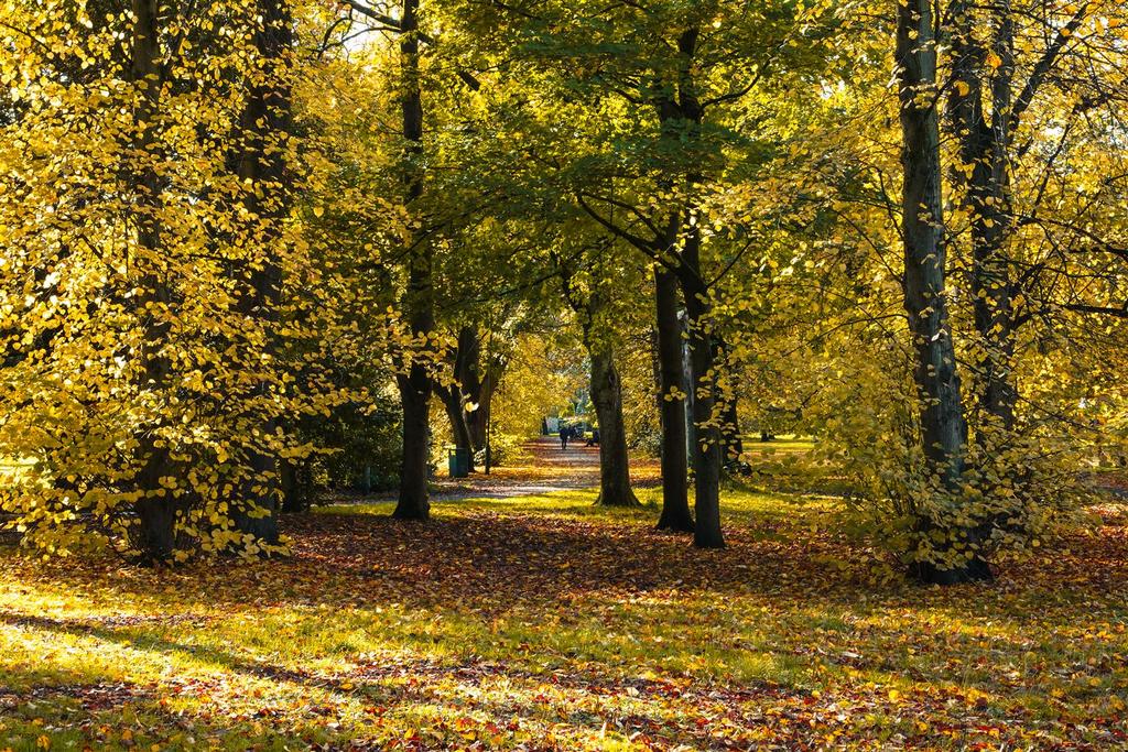 Longford Park (2).jpg