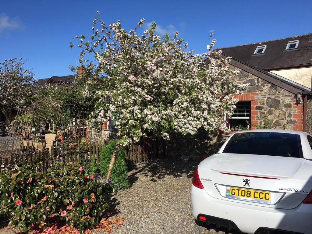 Crabapple tree in blossom.JPG